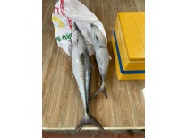 CÁ THU NGUYÊN CON GIÁ SỈ TẠI TPHCM