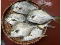 Cá Chim tươi làm sạch hút chân không giá sỉ Tphcm